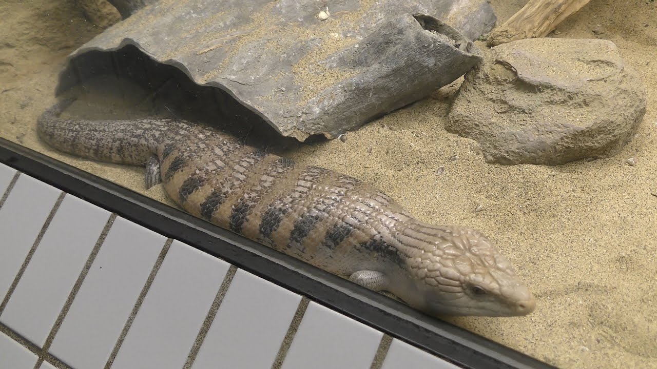 キタアオジタトカゲ