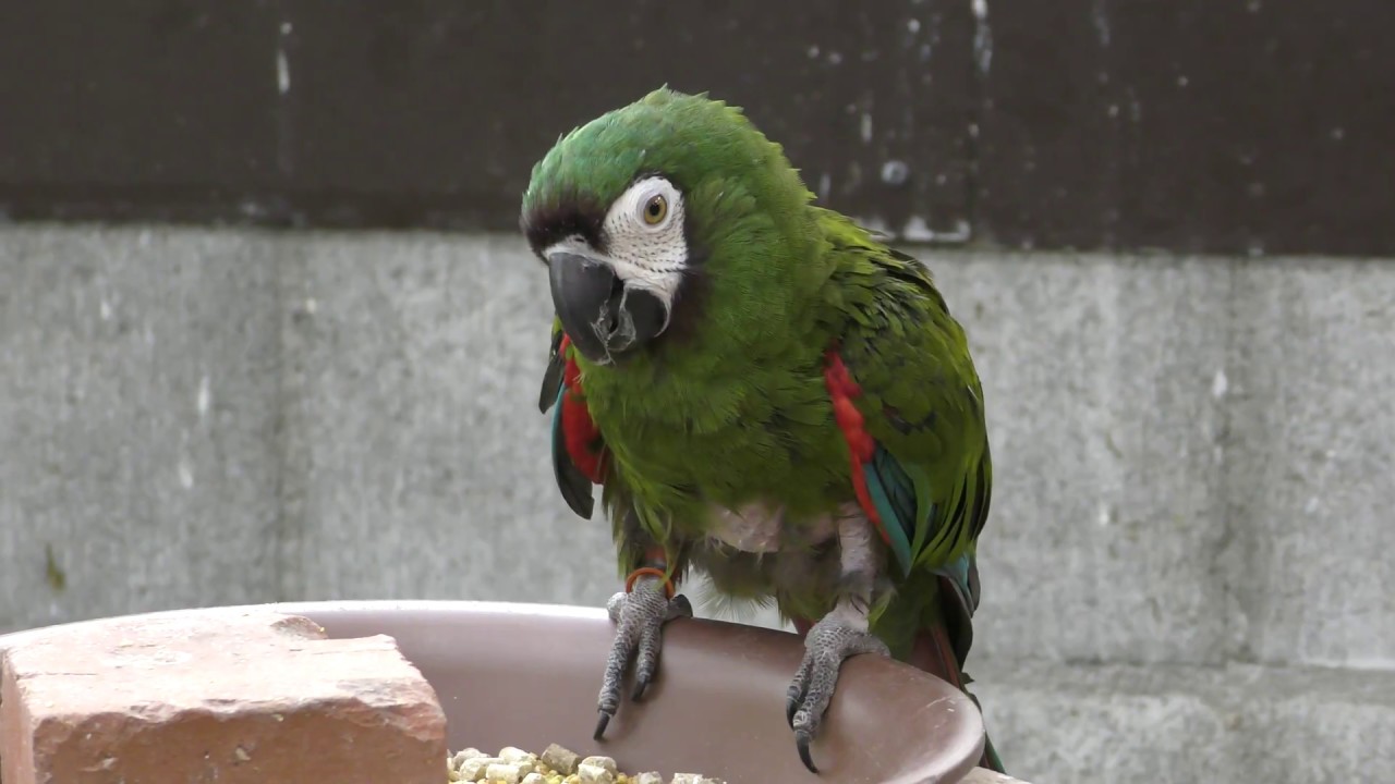 ヒメコンゴウインコ
