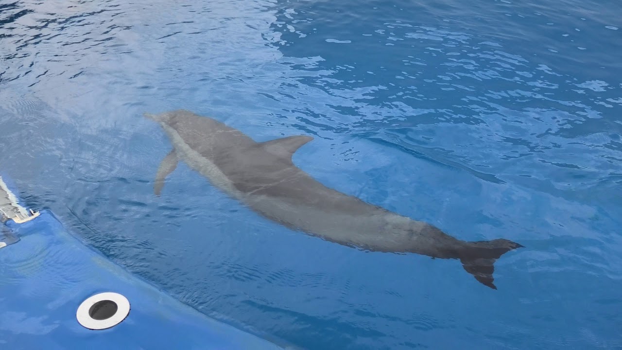 ハセイルカ