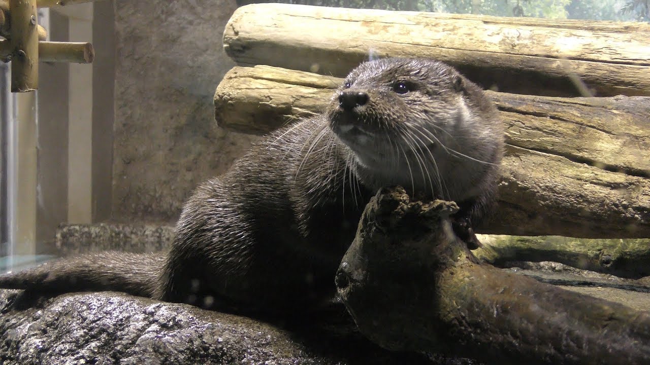 ユーラシアカワウソ