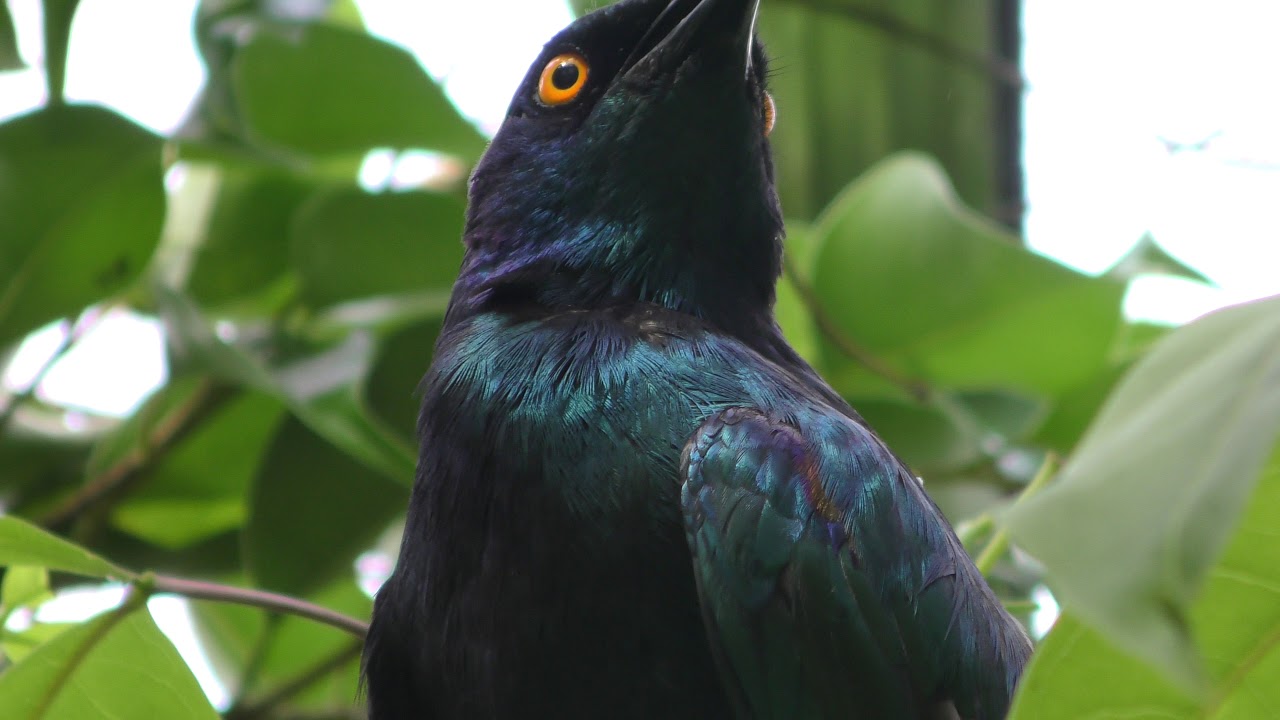 Splendid starling
