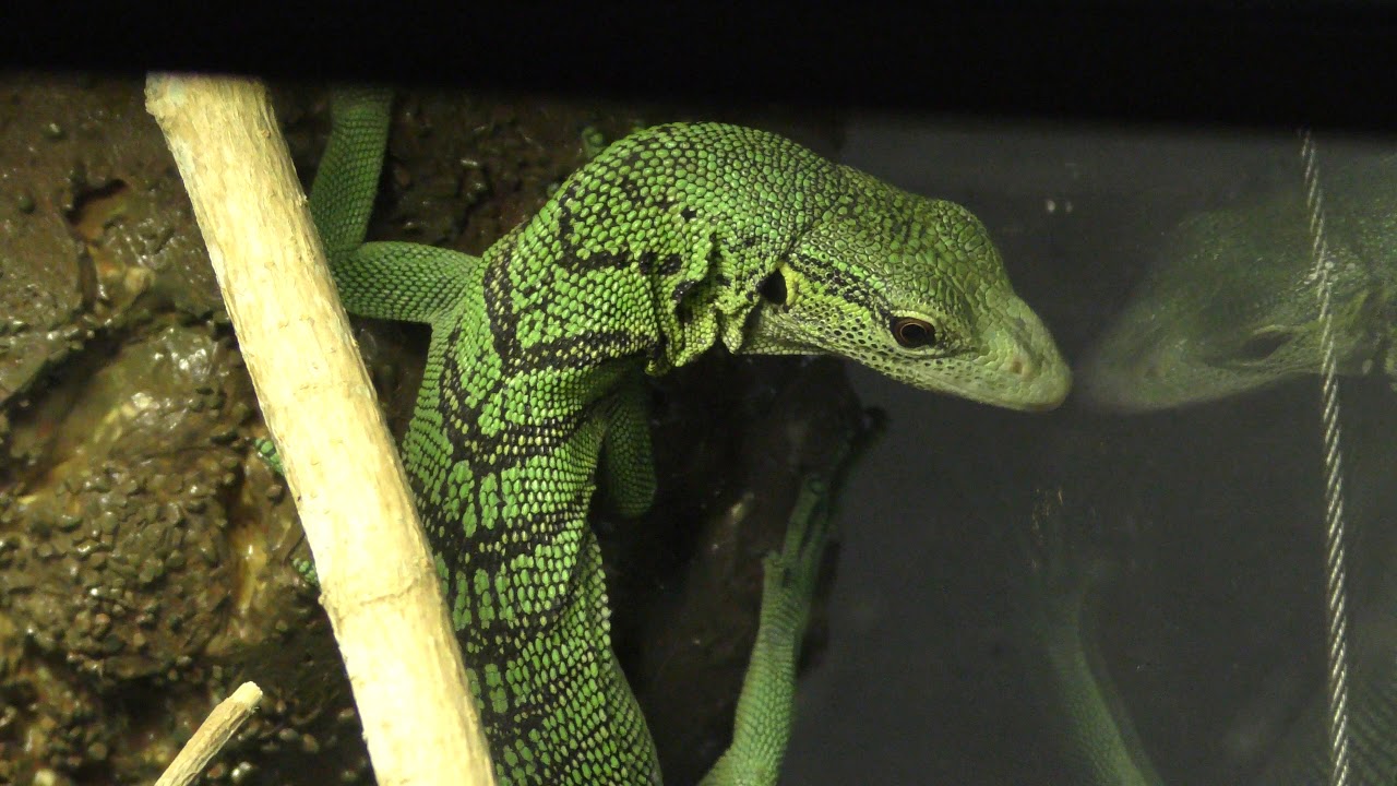 Reptilia