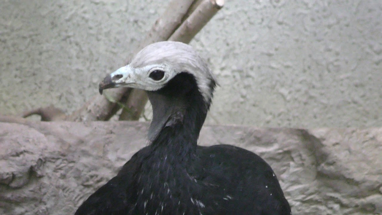 Blue-throated piping guan