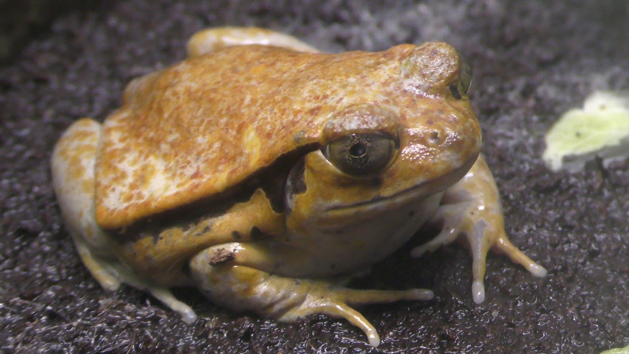 サビトマトガエル