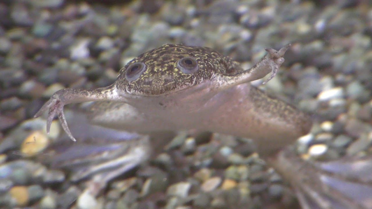 アフリカツメガエル