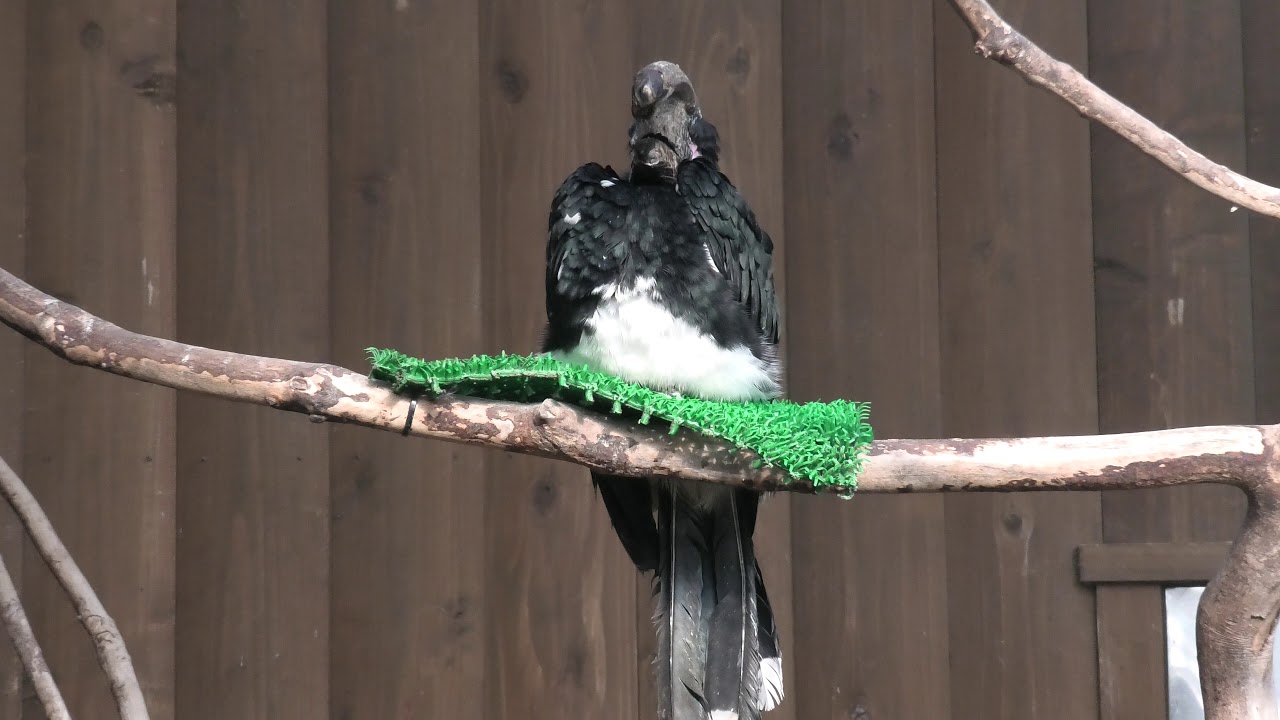 パイプコブサイチョウ