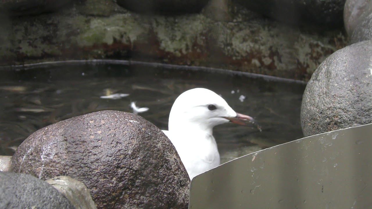 ギンカモメ