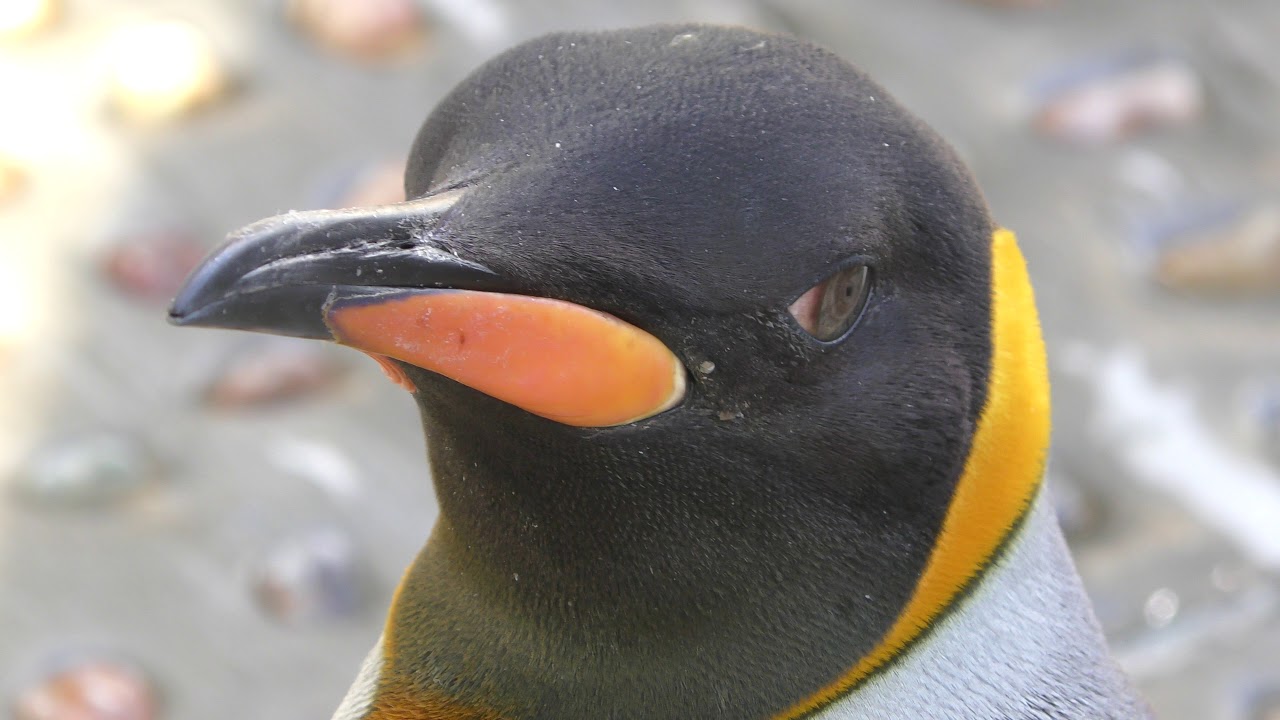 オウサマペンギン