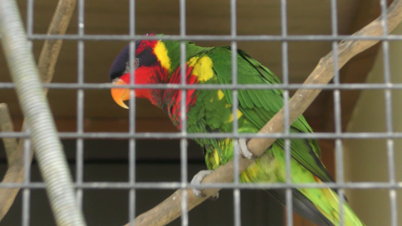 ズグロゴシキインコ