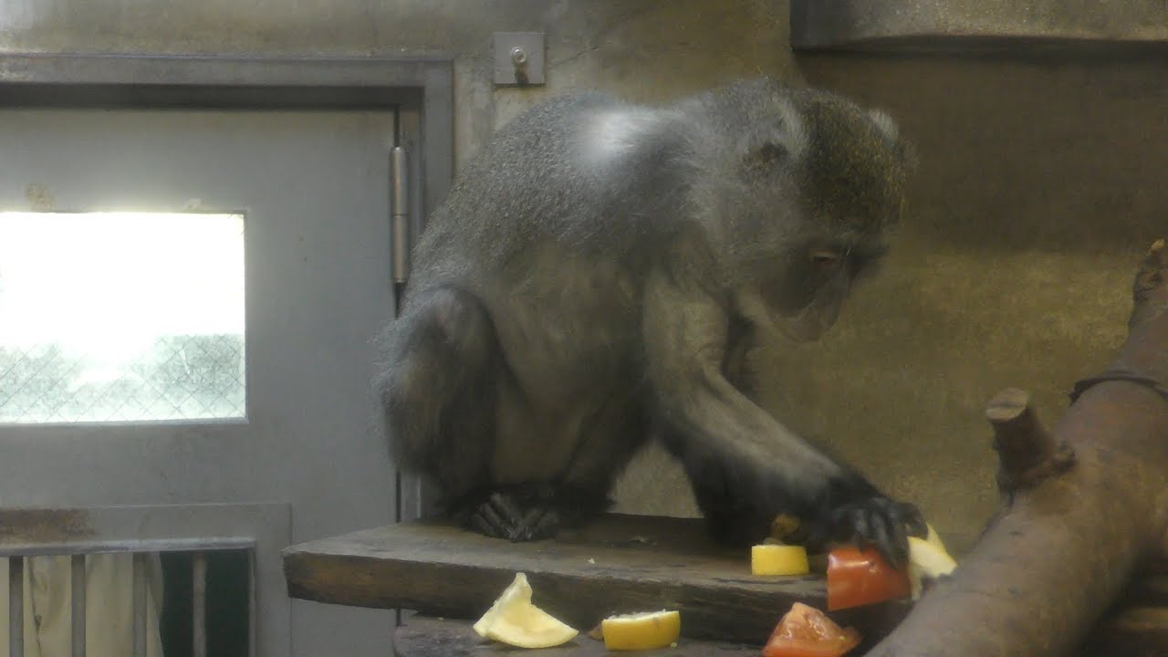 サイクスモンキー