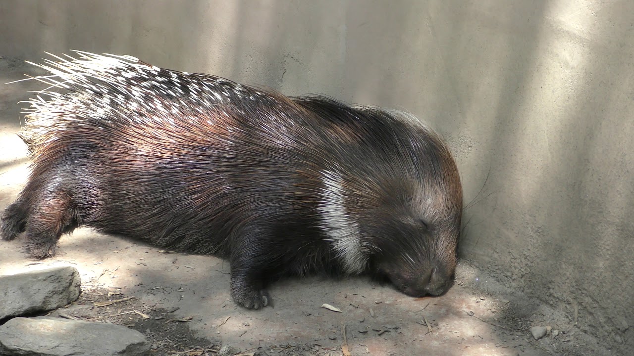Cape porcupine