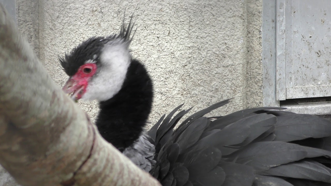 Northern screamer