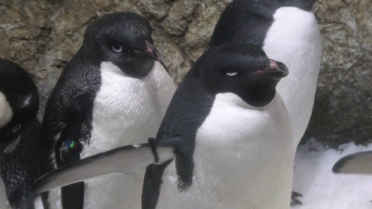 アデリーペンギン