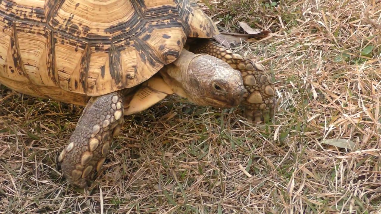 ヒョウモンガメ