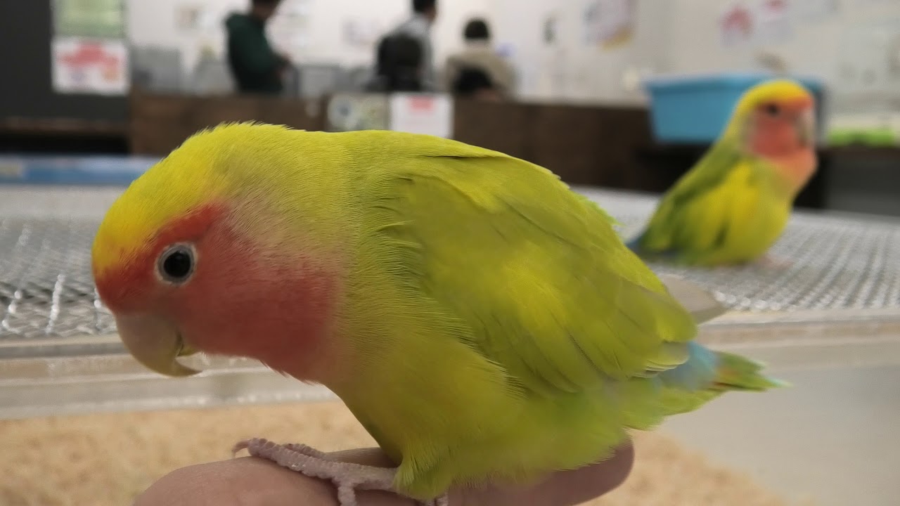 コザクラインコ