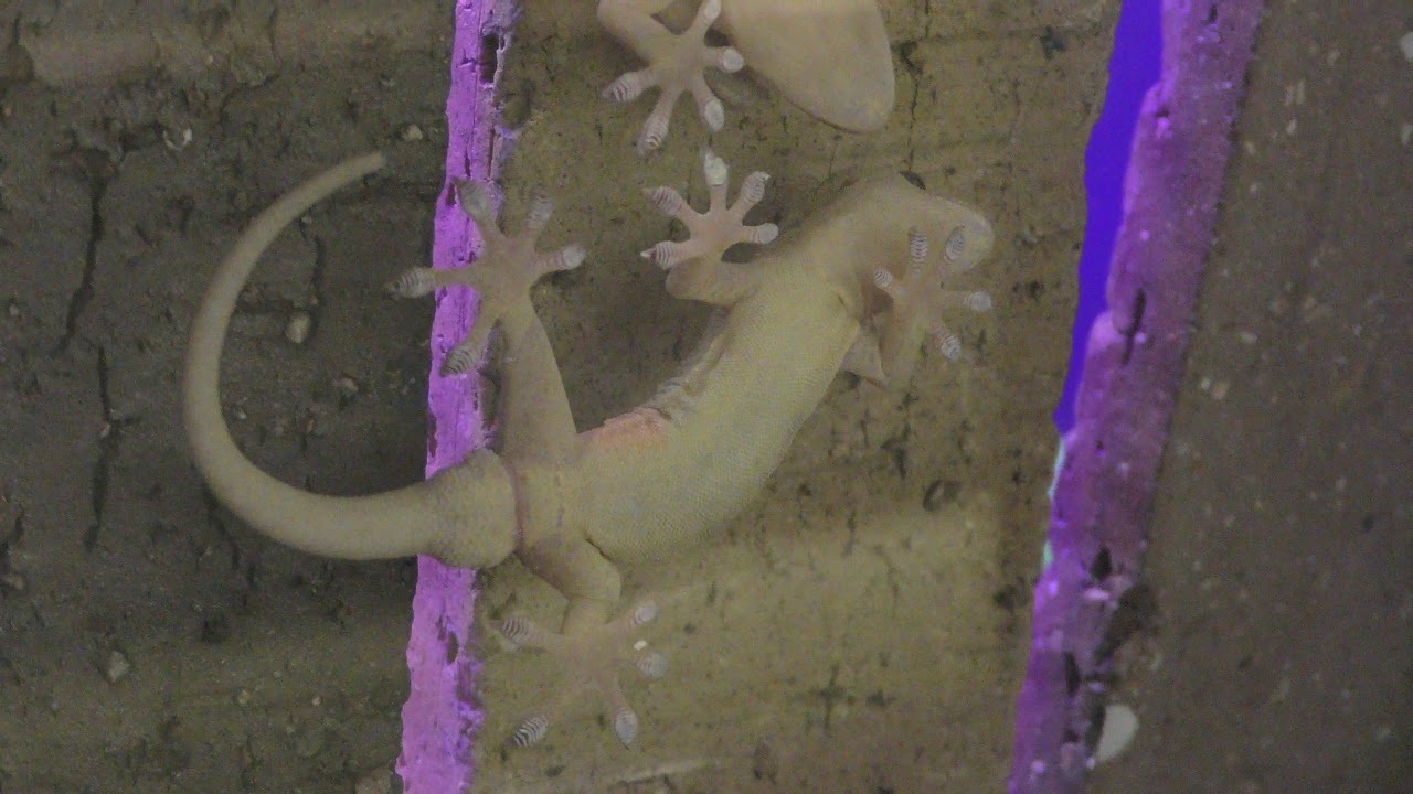 ニホンヤモリ
