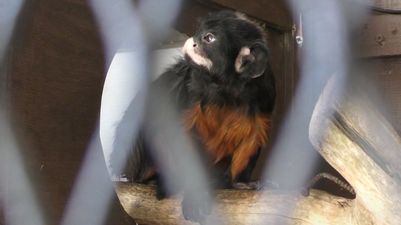 ムネアカタマリン