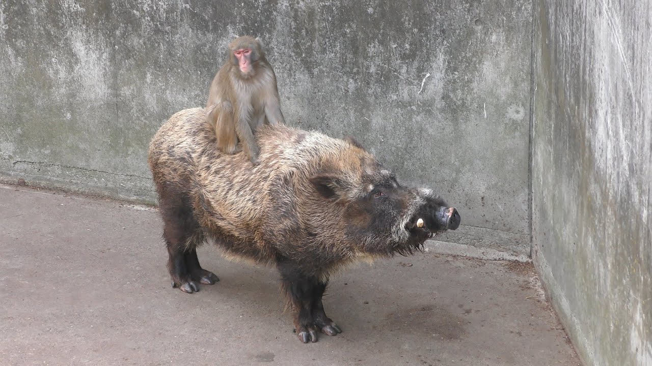 ニホンイノシシ