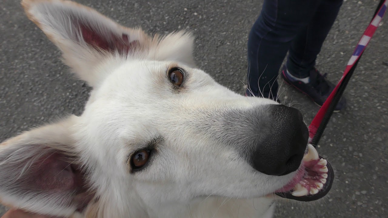 White swiss shepherd dog