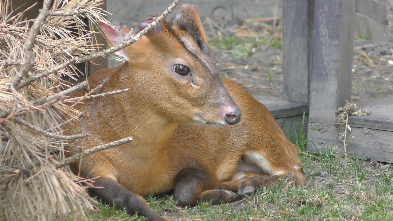 キョン
