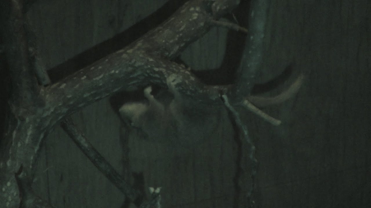 ヤマネ