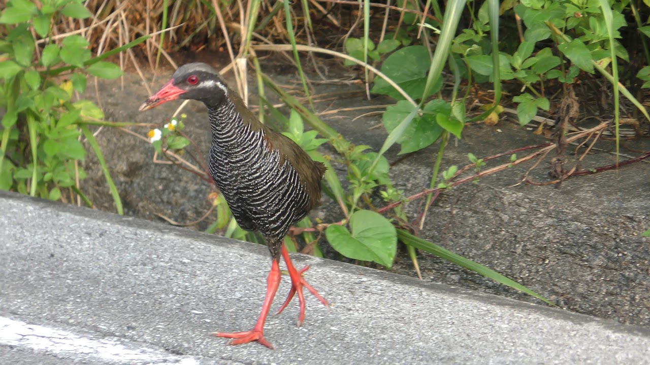 ヤンバルクイナ