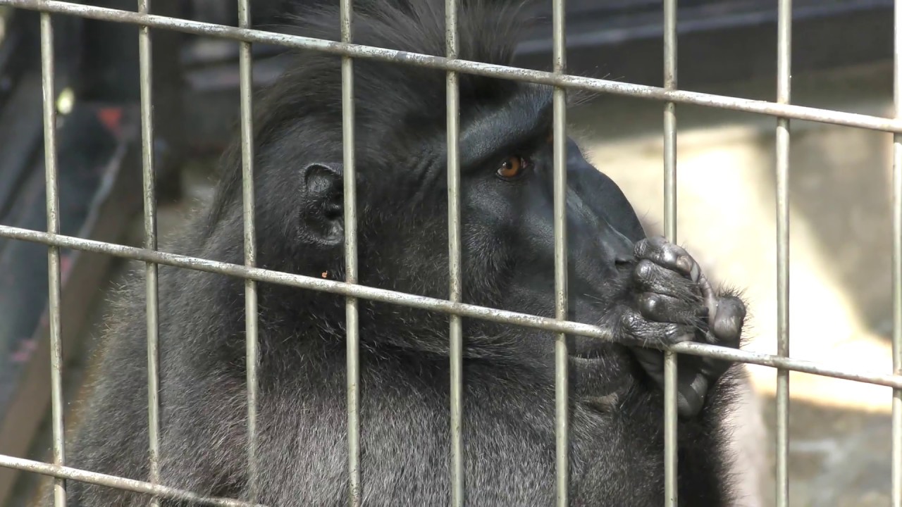 Celebes crested macaque