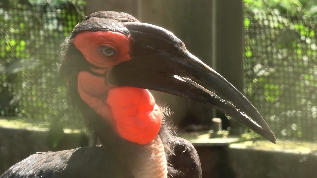 ミナミジサイチョウ