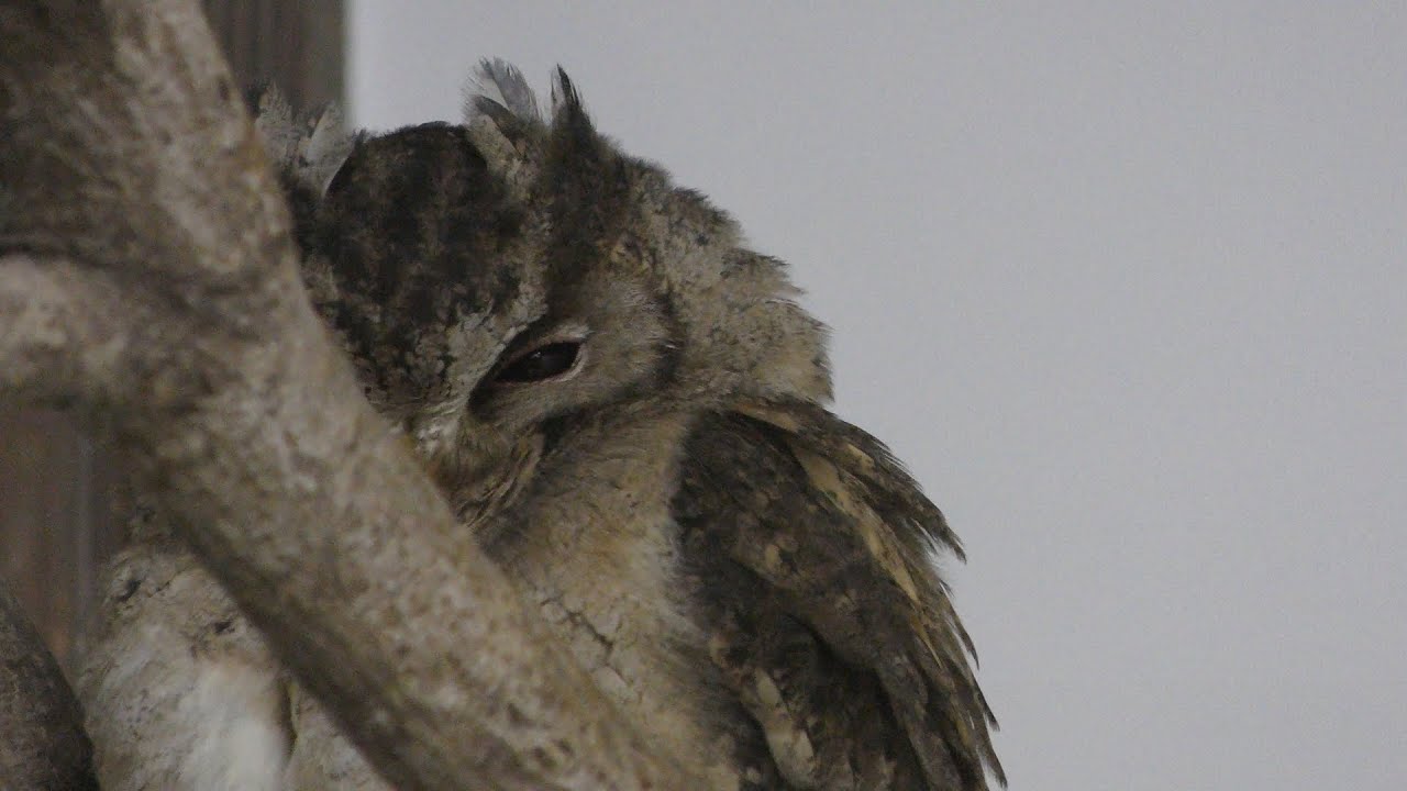Indian scops owl