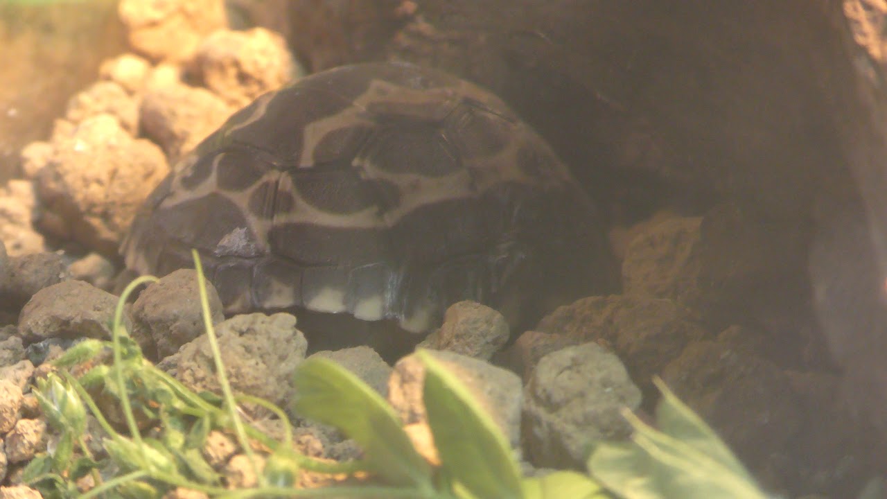 クモノスガメ