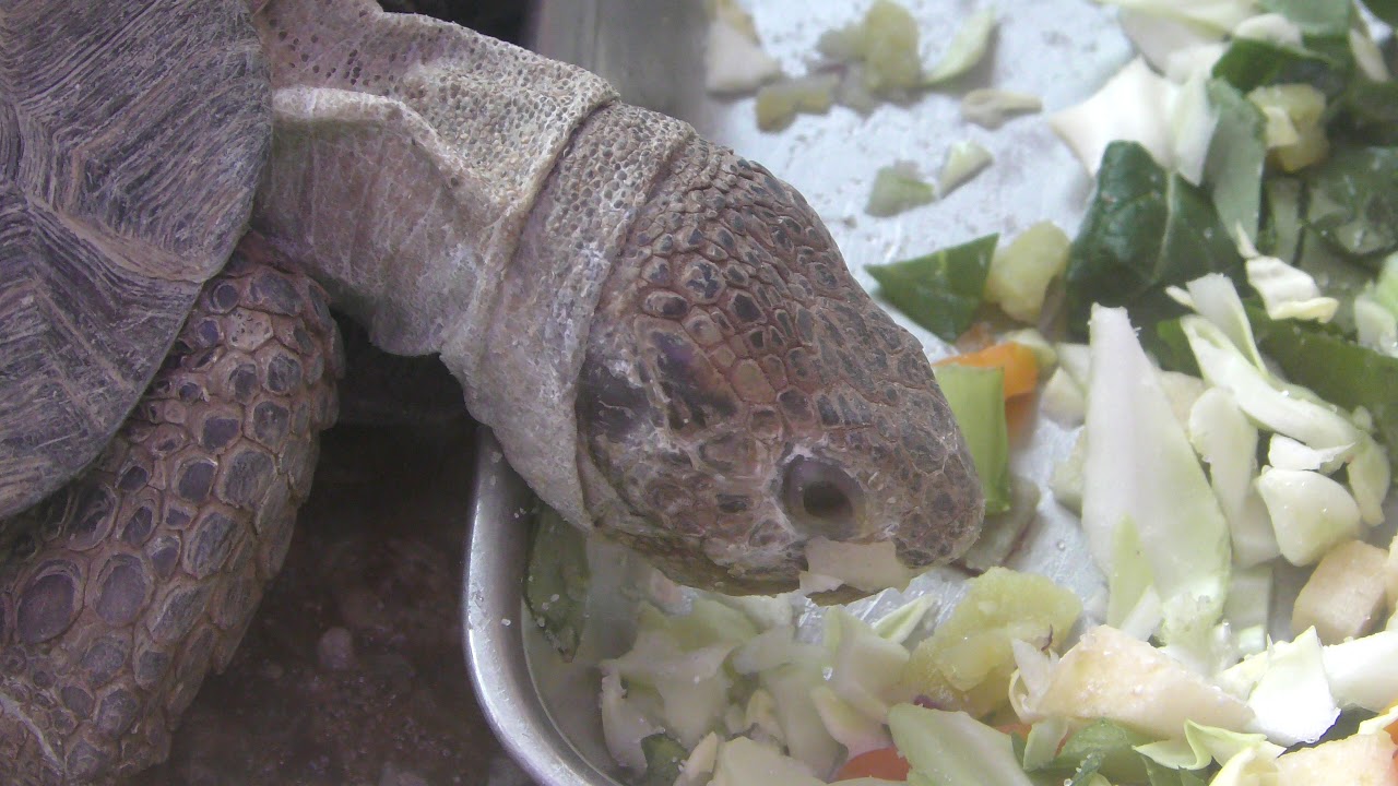テキサスゴファーガメ