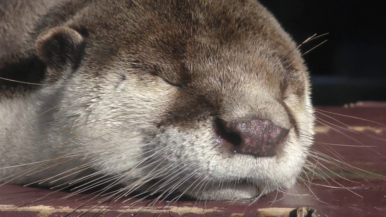 ツメナシカワウソ