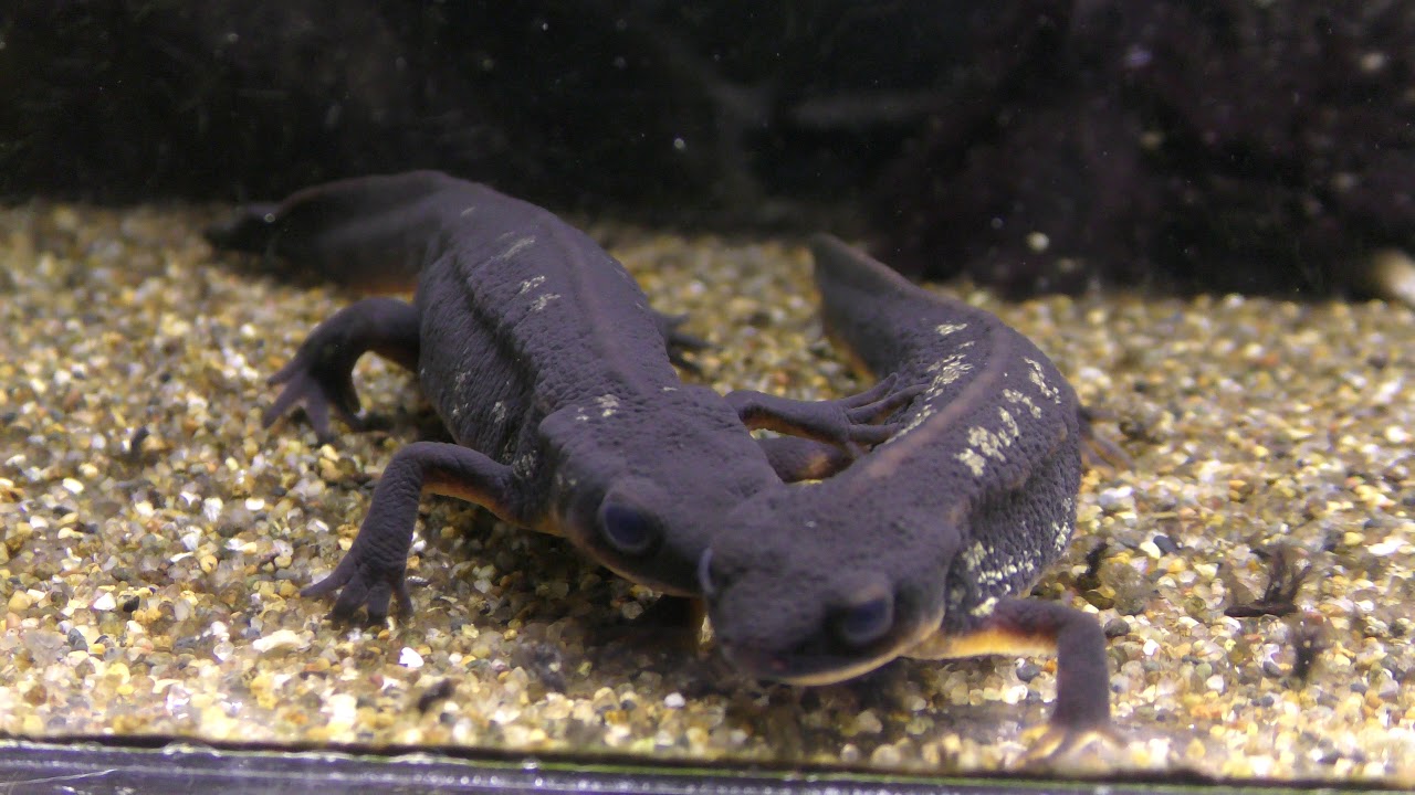 Amphibia