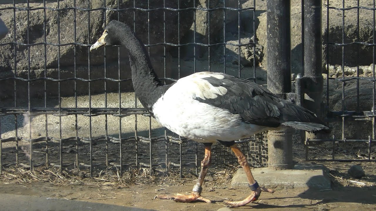 カササギガン