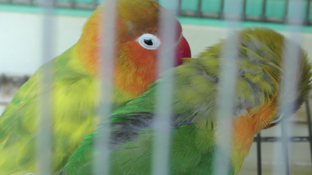 ボタンインコ