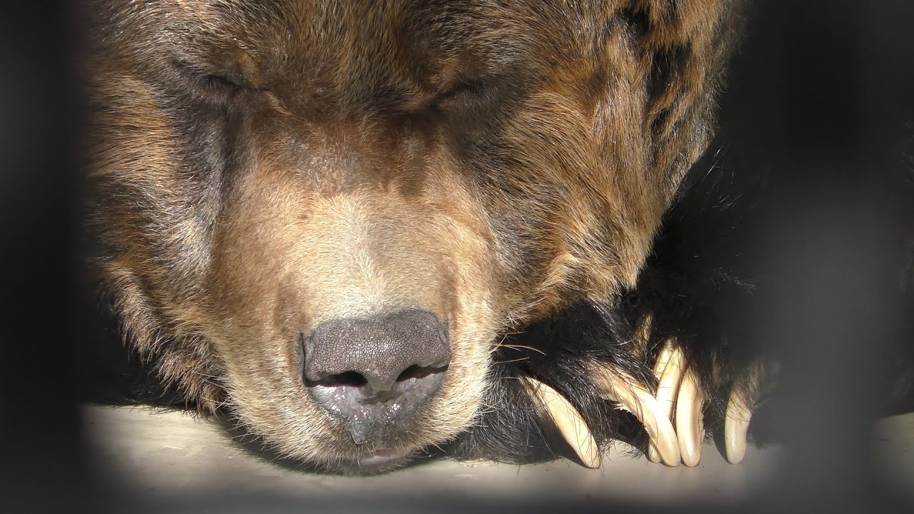 ウマグマ