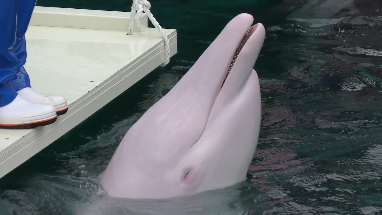 ホワイトハンドウイルカ