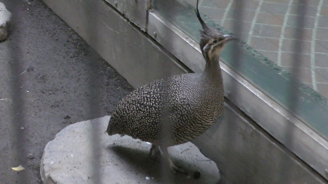 カンムリシギダチョウ