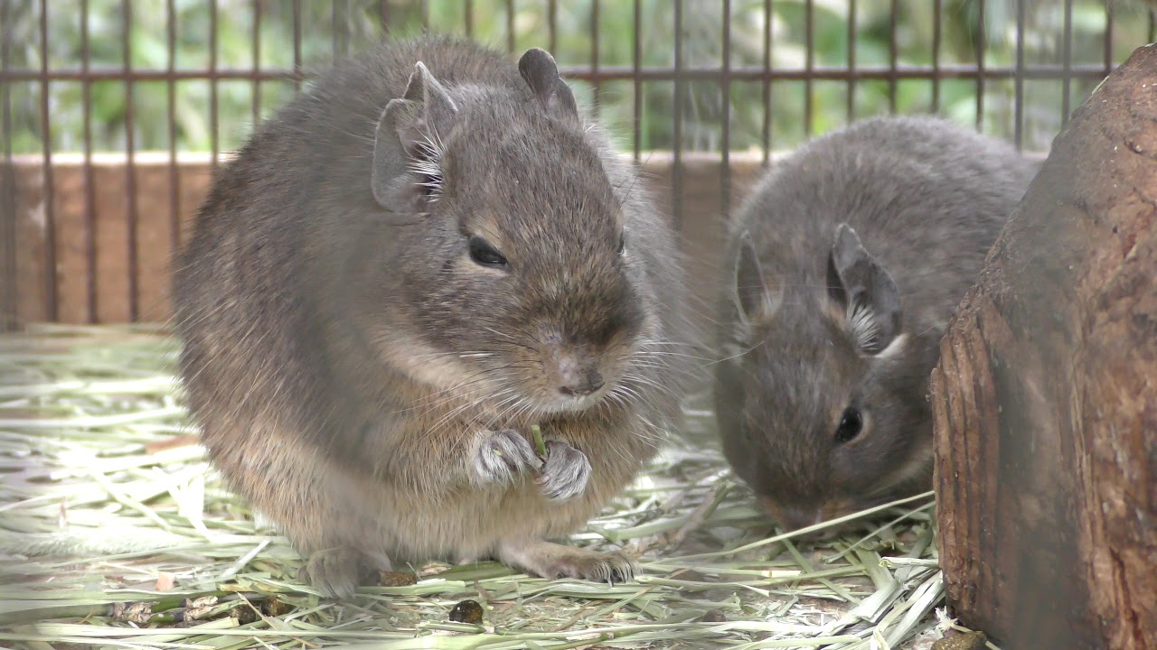 Degu
