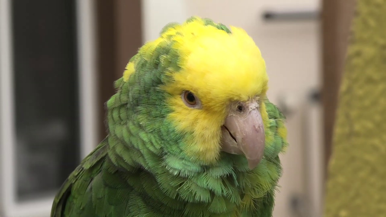 オオキボウシインコ