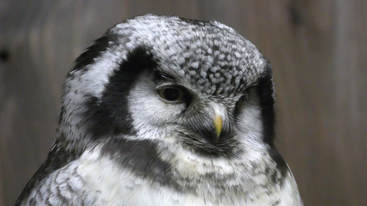 オナガフクロウ