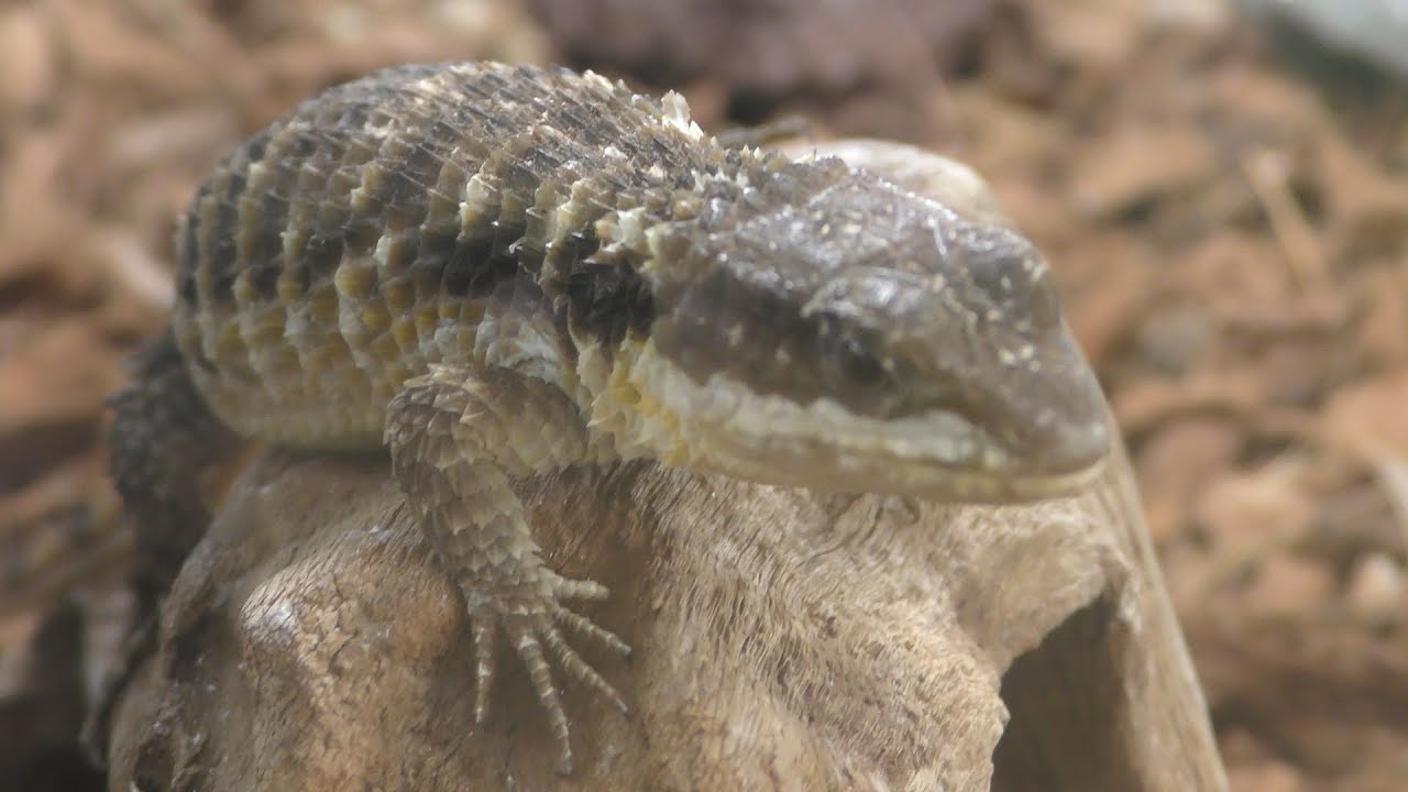 ネッタイヨロイトカゲ