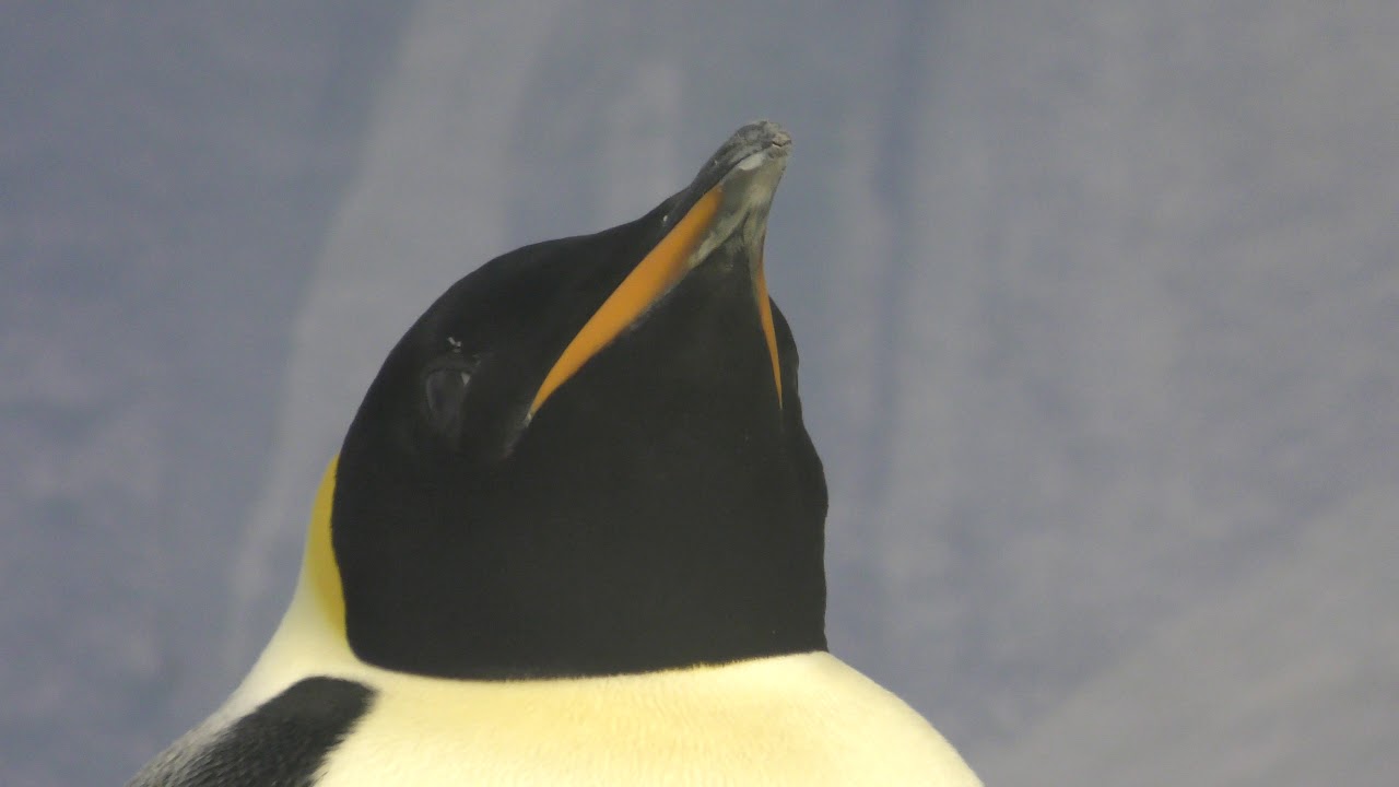 コウテイペンギン