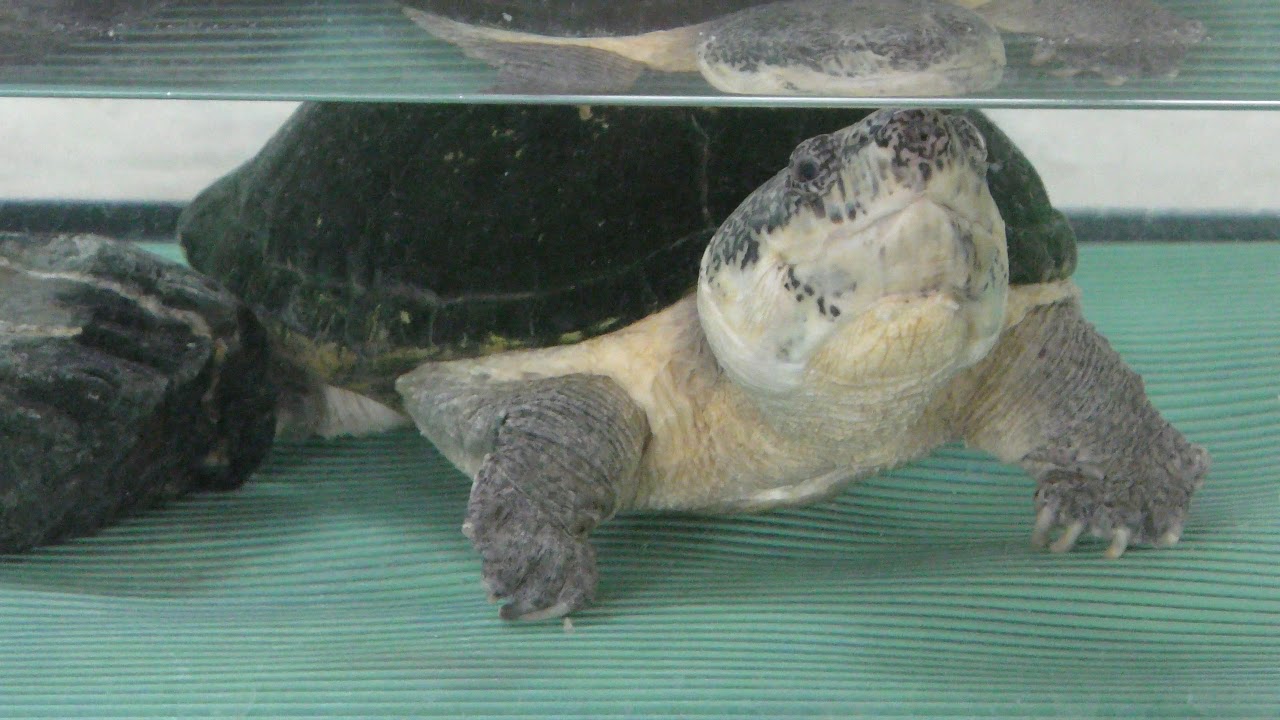サルヴィンオオニオイガメ