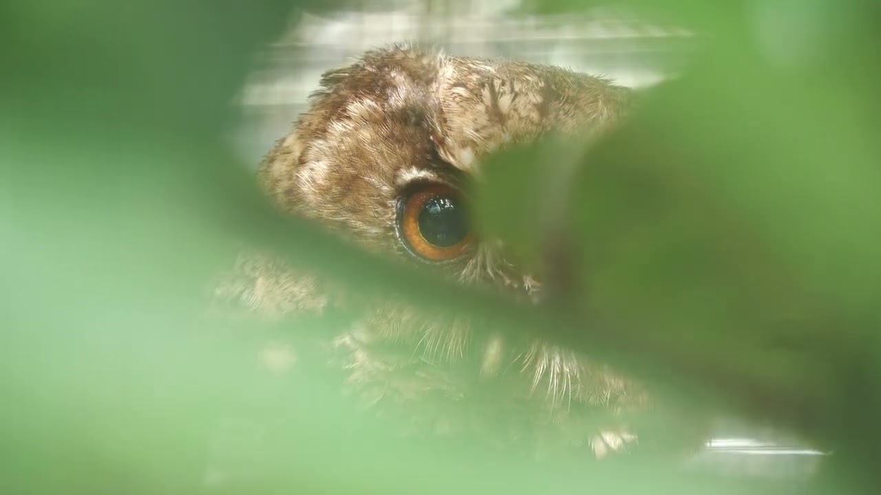 Japanese Scops-Owl (Ryukyu subspecies)