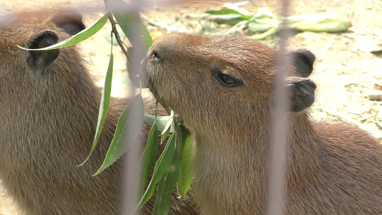 カピバラ