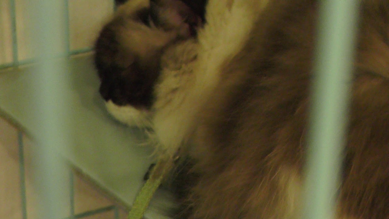 Ragdoll
