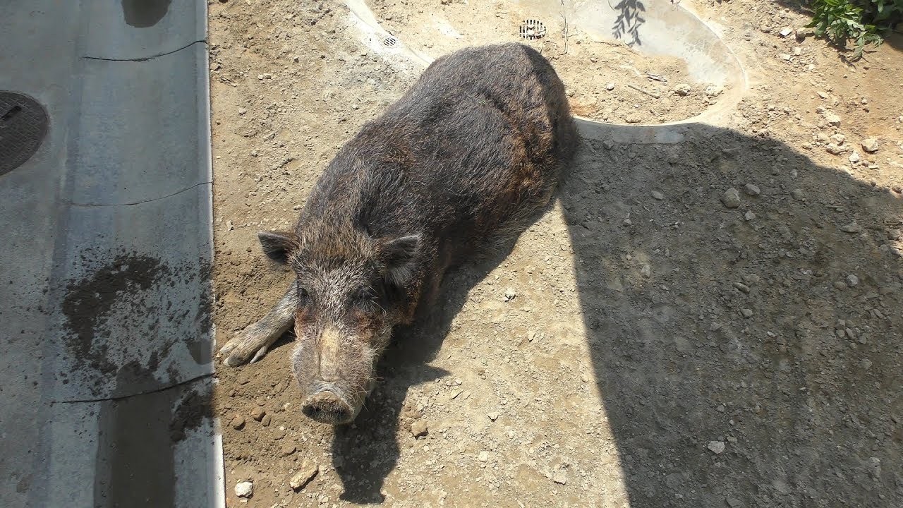 リュウキュウイノシシ