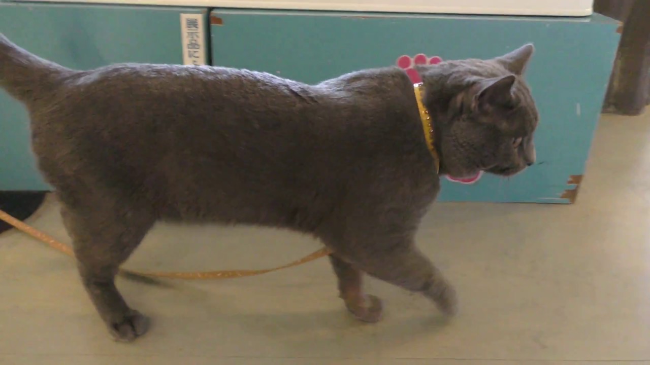 British shorthair