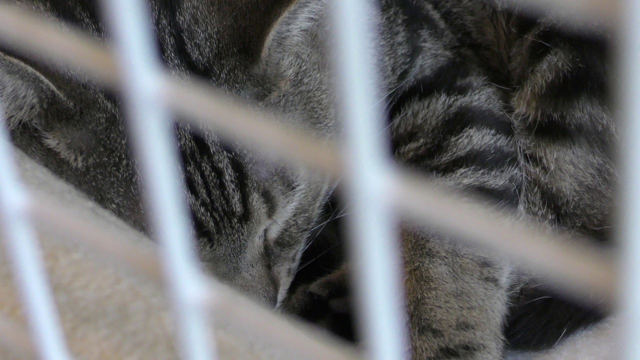 American shorthair